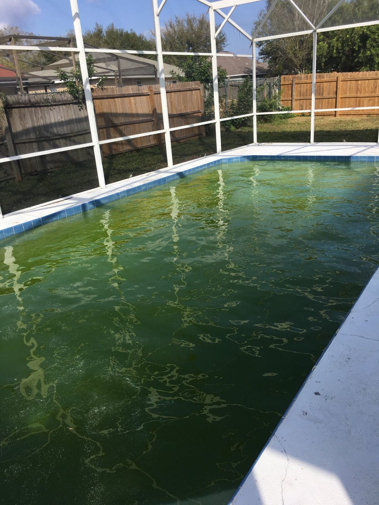 Green pool cleanup in progress on a Wedgefield 32833 backyard pool after summer algae bloom
